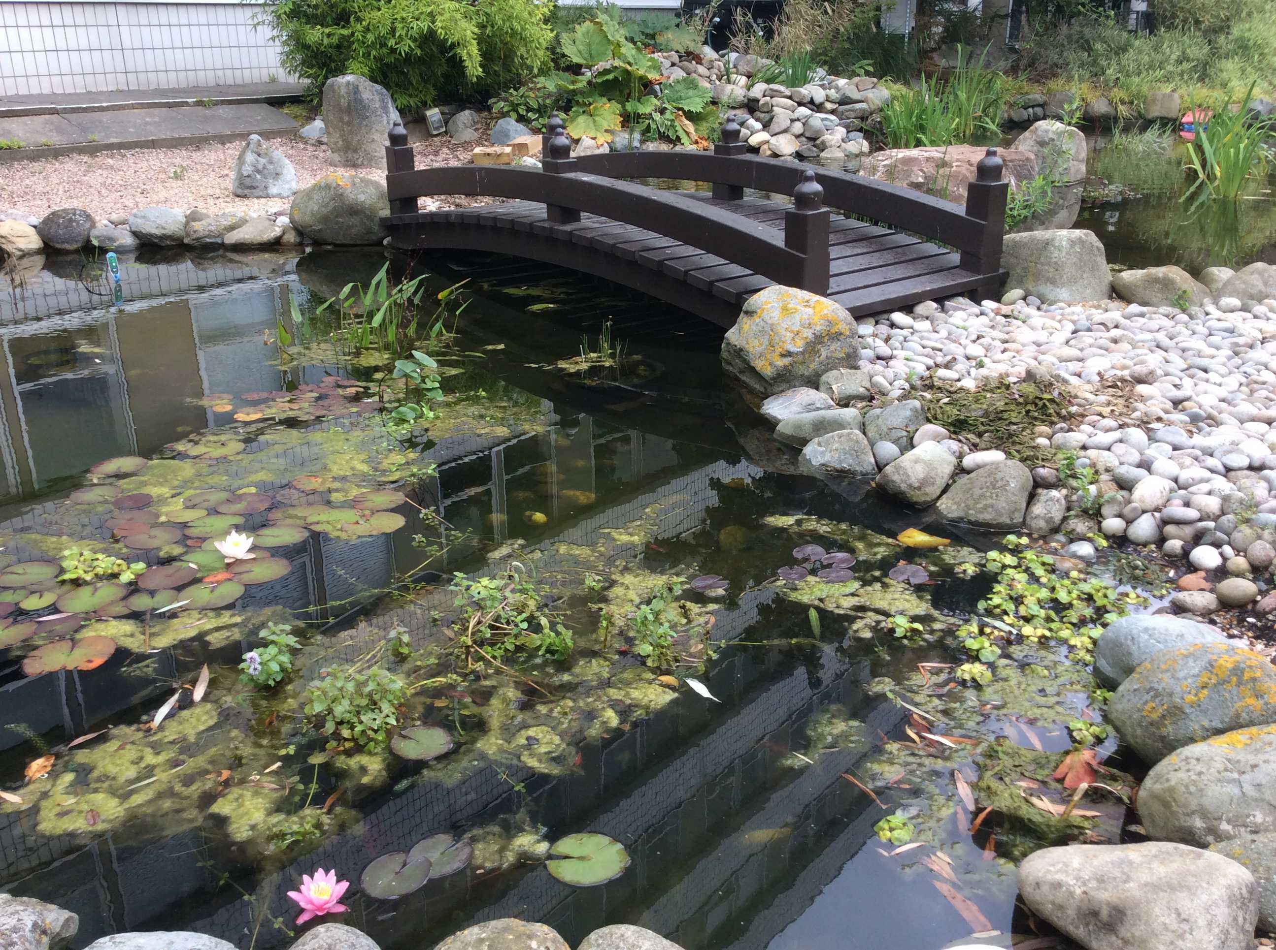 Image: Photograph of the garden, Humanities building (2)