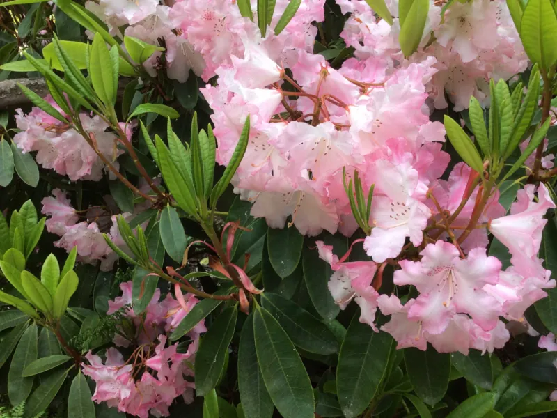 Image: Gallery: Wentworth &ndash; May 2015, image: wentworth-2015-flowers